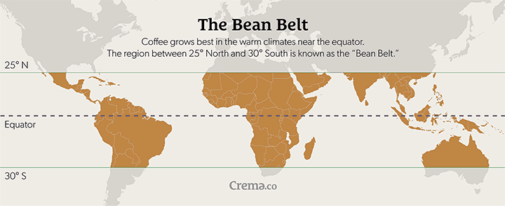 coffee bean belt