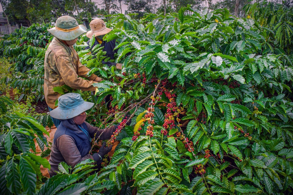 turn-southeast-asian-coffee-origins-into-capsule-products