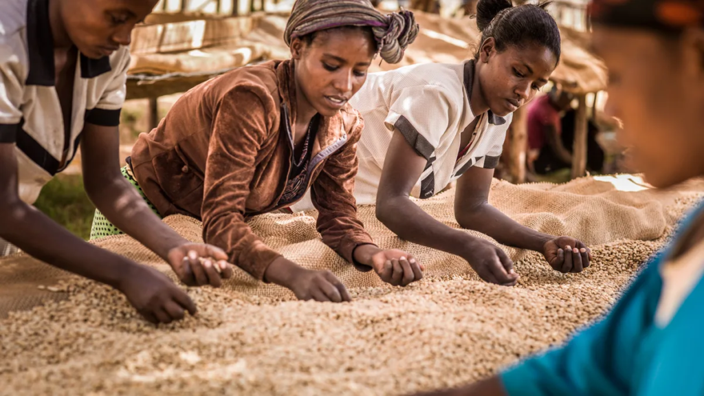 frican-coffee-capsule-production-export-value